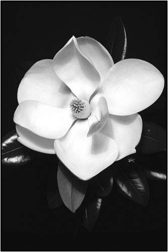 Wood Mounted Print, Magnolia, 24 in X 36 in. Ready to hang laminated print.