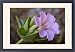 Framed Prints of Showy four oclock flower (Mirabilis multiflora), The Needles District, from Robert Harding