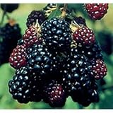 木いちご：ブラックベリー ジャンボ3～3.5号ポット[通常の約1.5倍のトゲなし大実タイプ 苗木]