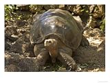 Lonesome George Last Surviver of the Race of the Galapagos Tortoise, Pinta Island, Galapagos Photographic Poster Print by David M. Dennis, 16x12