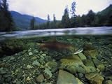 Salmon Underwater, Clayoquot Sound, Vancouver Island Photographic Poster Print by Joel Sartore, 24x32