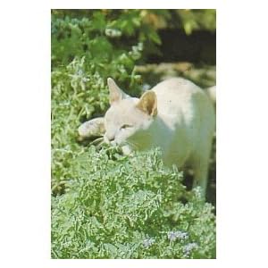 41S5Lbi39iL. SL500 AA300  Organic Catnip Herb Seeds  Cats Love It!  Nepeta 