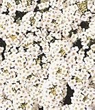 Alyssum Carpet of Snow - 1 Pkt. (1000 seeds)