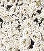 Alyssum Carpet of Snow - 1 Pkt. (1000 seeds)