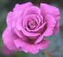1 - Potted Rose - Angel Face