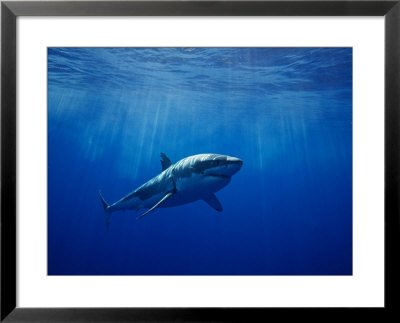 shark finning facts. are Shark+finning+poster