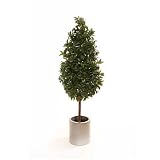 Review i-koncepts Ltd  / 5ft Bayleaf Pyramid with Natural Stem - Artificial Plant