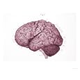 Convolutions Left Hemisphere of Brain Giclee Poster Print, 32x24