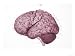 Convolutions Left Hemisphere of Brain Giclee Poster Print, 16x12