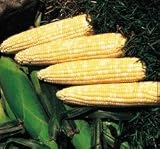 Corn Seeds - Corn Honey 'N Pearl Hybrid