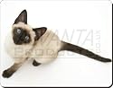 SIAMESE CAT with BLUE EYES Mouse Mat