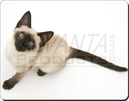 SIAMESE CAT with BLUE EYES Mouse Mat