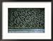 A Flock of Western Sandpipers in Flight over Mudflats at High Tide Art Styles Framed Photographic Poster Print by Joel Sartore, 21x17