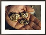 Gold Nuggets Mined in Alaska Framed Photographic Poster Print by George F. Mobley, 29x21