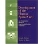 Development of the Human Spinal Cord: An Interpretation Based on Experimental Studies in Animals