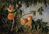 12X16 inch Wittredge Worthington Peaches 1894 Canvas Art Repro