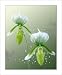 Orchid Photography Green Lady Sleeper Orchids Flower Art Prints Floral Wall Art