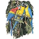 Parrots Adult Sweatshirt