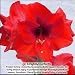 Amaryllis Red Lion - 1 bulb - 32/34 cm