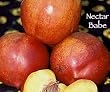 Nectar Babe Dwarf Nectarine Tree Five Gallon