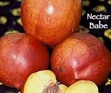 Nectar Babe Dwarf Nectarine Tree Five Gallon