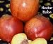 Nectar Babe Dwarf Nectarine Tree Five Gallon