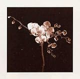 Dogwood -Sepia Photo, Art Poster by Klaus Mischke