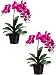 Two 23" Phalaenopsis Orchid Plant X2 in Ceramic Pot Cream