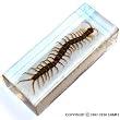 Real Insect Paperweight - Centipede