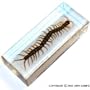 Real Insect Paperweight - Centipede