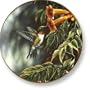 Wild Wings Songbird Plates - Summer Hummingbird
