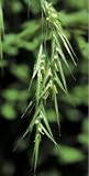 Wild Oat Essence 7.4ml