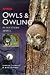 Sasol Owls and Owling in Southern Africa