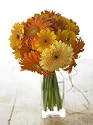 15 Stem Sunset Gerbera Bouquet
