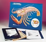 Crayfish Model Activity Set; Keyed Model (18.4 x 24.4 in.); Transparencies