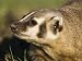 Badger (Taxidea Taxus), in Captivity, Minnesota Wildlife Connection, Minnesota, USA A...