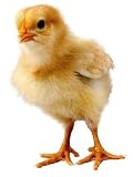 Chick - 60
