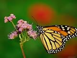 Monarch Butterfly at the Botanical Gardens in Zilker Park, Austin, Texas Art Photographic Poster Print by Richard Cummins, 16x12