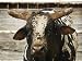 Championship Bulls at the Mequite Rodeo Ranch Photographic Poster Print by Tim Sharp, 32x24