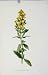 Hairy St Johns Wort Wild Flower Plant Antique Print Old