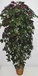 6' Capensia (Red/Green) Ficus Tree