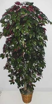 6' Capensia (Red/Green) Ficus Tree