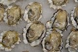 Fresh LIVE Cocktail Oysters in the Shell