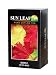Sun Leaf Maple Tea, 20-Count Sachet Tea Bags (Pack of 24)