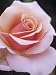 Hybrid Tea Rose, Sweet Lady Photographic Poster Print, 18x24