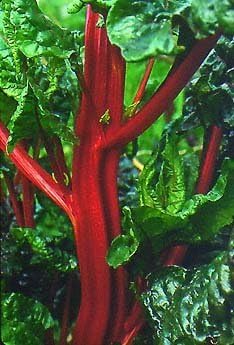 Johnsons Seeds Chard Rhubarb Chard Vulcan