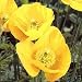 Meconopsis Poppy Flower Seeds: Welsh Yellow Cambrica