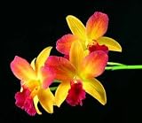Lctna. Flying Colors 'Mendenhall'