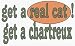 get a real cat! Get a chartreux 11 oz. White Mug
