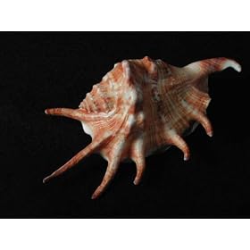 Spider Shell